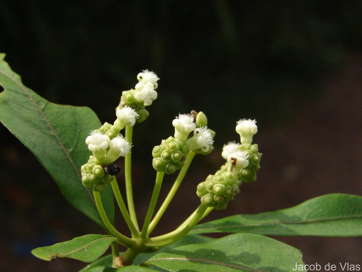 Gynochthodes umbellata (L.) Razafim. & B.Bremer